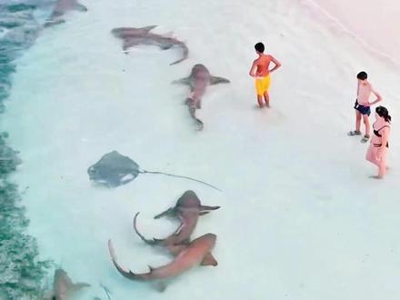 鲨鱼为何不攻击人类 #趣闻分享