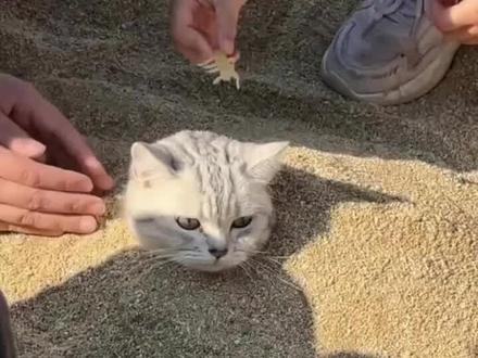 猫:人类就是虫脆的红蛋! #猫咪迷惑行为