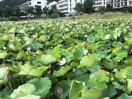 今日来李强总理家乡一游,人杰地灵,夏季如春。#夏天总要来拍一次荷花吧 #荷塘美景 #瑞安曹村 #瑞安曹村名人