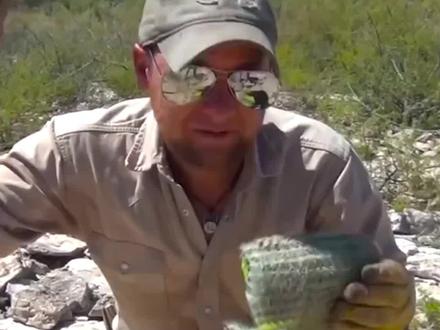 墨西哥人为何,把仙人掌当主食,难道不怕扎嘴吗?