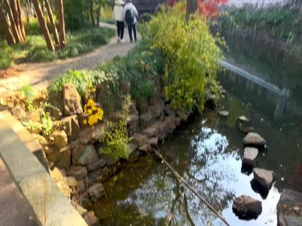 狼山北麓园到了一年最美的季节
#南通 #枫叶 #秋天 #城市风景