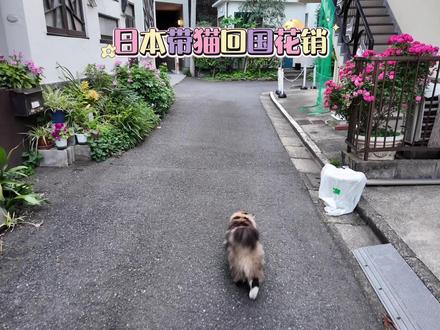 最近把猫咪从日本带回了中国,全程比我想象中简单
🧾花了多少钱?
•芯片:¥500
•狂犬疫苗:¥1,500
•猫咪机票:¥1,250(日本航空)
•包车回家:¥1,600(因为不能坐高铁)
👉合计:¥4,850左右
📋手续难吗?其实很简单!
提前注射疫苗 → 提前订好机票 → 申请有氧舱 → 出发前做个检疫(20分钟搞定)
没有想象中那么繁琐,反而是国内交通不让带宠物,最后我们不得不包车,开了整整7小时才到家。
🧡最让我放心的是
日本航空的工作人员在机场一层层包着猫咪航空箱,温柔得像在对待瓷器。
猫咪从早上7点一路到半夜,超级勇敢。
这一路,虽然辛苦但能平安到家,真的值得了。
#带宠物回家
#日本生活
#带宠物回国