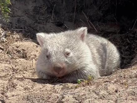 超级可爱的方型粑粑兽!#动物科普 #知识科普 #袋熊