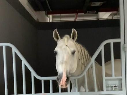 尼寇会选谁呢?#宠物成精啦 #抖音热门