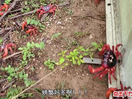 难得一见圣诞岛的红螃蟹大迁徙!
