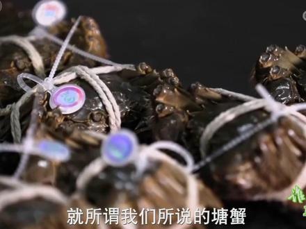 教您分辨“湖蟹”和“塘蟹”→#科普 #三农小知识 @抖音青少年