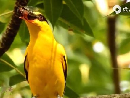 非常漂亮的黄鹂鸟,叫声很动听。#鸟语花香满园春