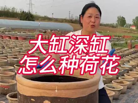 #大缸深缸如何正确种荷花?#爱生活爱养花 #种植小技巧 #大型观赏盆栽荷花种藕@百荷园荷花基地(开花对版 售后到开花)