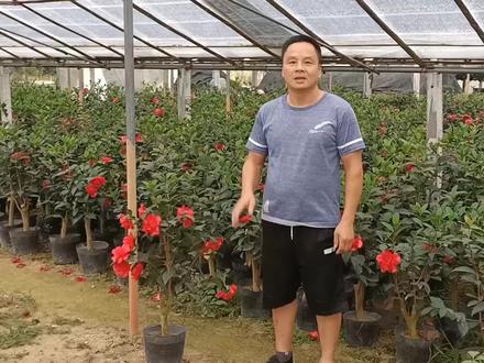 荣获四季茶花品种金奖的夏梦文青,花型多变,最大开花直径15厘米 #花卉绿植 #四季茶花 #花卉基地 #农业种植 #茶花基地