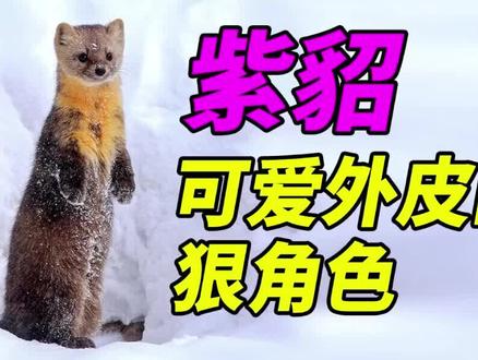 #紫貂 #貂 #国家一级保护动物 #野生动物 #长白山 紫貂捕猎的习惯