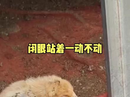未脱温小鸡🐥#家禽养殖技术分享