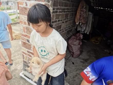 广西乡下,遇到一窝小奶狗超可爱#中国田园犬大黄 #黄狗白面金不换 #白土松