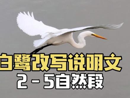 白鹭改写说明文2-5自然段