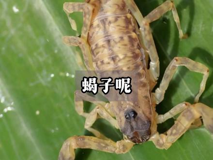 春蝎子和伏蝎子 道地蝎子 #中药传承 #中药知识 #传承文化 #非遗传承