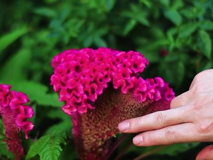 低维护的草花鸡冠花!有人说农村野生就有,种他感觉比较土,土吗?土吗?我觉得挺好看的啊!#养花 #爱生活爱养花 #家庭养花 #鸡冠花 #花的世界很美
