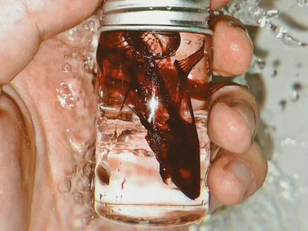 假期太无聊?不如来做一做鱼的骨骼标本!#外国语学院 #生物课 #标本制作