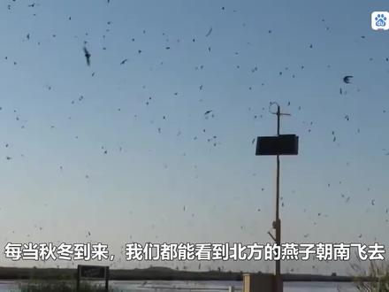 大家都知道,秋冬季节燕子要飞回到南方去,其实它们要去的地方在这里。