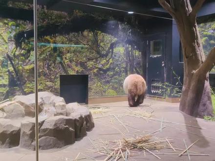 中方回应日本新大熊猫租借请求#大熊猫