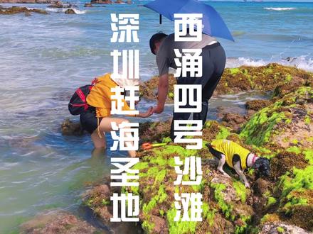 #深圳赶海好去处 西涌四号沙滩,海胆、海茄子真的很多,在这里赶海好玩,你想去赶海吗?#西涌沙滩#深圳去哪玩