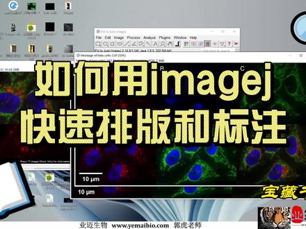 如何用imagej快速排版和标注