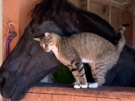 草原上威风凛凛的马,闹脾气居然会坐地摆烂 #万万没想到 #草原 #马