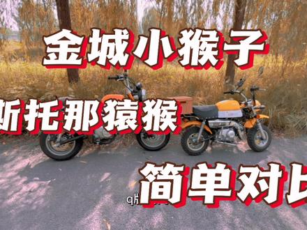 金城小猴子vs斯托那猿猴的外观对比。北方人已经正在过秋天#金城小猴子 #斯托那猿猴 #秋天 #关注我下集更精彩