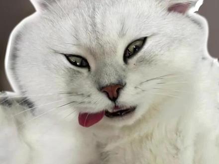 猫咪绝育竟然能长寿!我家猫真是又开心又兴奋呢!#猫咪绝育 #猫咪 #猫知识 #养猫新手