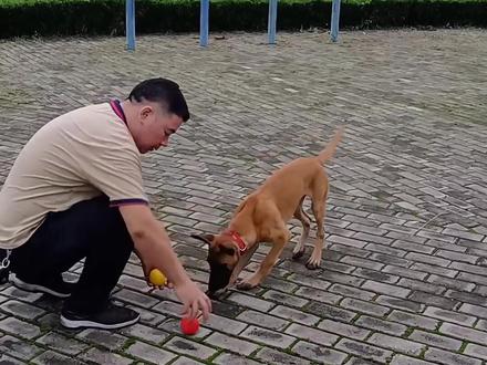 每天分享更多训犬教程,想学训犬的老铁别忘关注我,发的每一个作品都是教程,谢谢大家!#萌宠 #感谢抖音 #搞笑