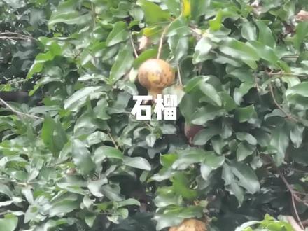 石榴皮,为石榴科植物石榴的干燥果皮。具有涩肠止泻,止血,驱虫之功效。具体应用咨询专业医生、药师。#大自然的馈赠 #中医 #中药