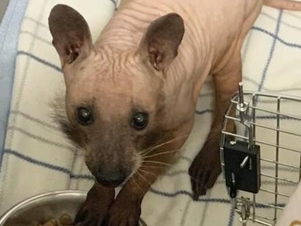 各种没有毛的动物 #科普#盘点#动物的迷惑行为#动物科普