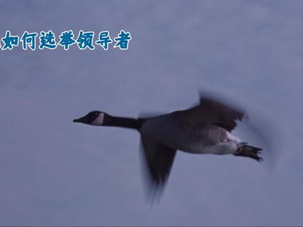 大雁的领导者是如何选出来的?:揭秘大雁群落的社会组织#大雁