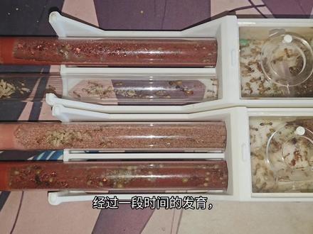 十二月养蚂蚁记录,【其二】#蚂蚁 #横纹齿猛蚁 #紫彩虹臭蚁 #牛头犬蚁 #黑金弓背蚁