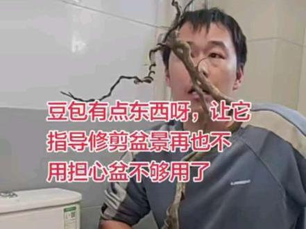 豆包真有东西,一定要看到最后#盆景素材 #盆景制作 这是一颗死树拿来试试豆包的手艺果然没让我失望,