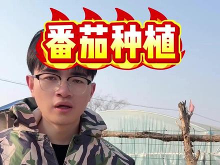 土霉素在番茄种植上,竟然有这么大的作用! #番茄种植 #番茄 #种番茄 #番茄高产种植方法 #增产增收才是硬道理