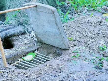 越缅甸做陷阱捕鸟#荒野 #原始技术 #创意diy