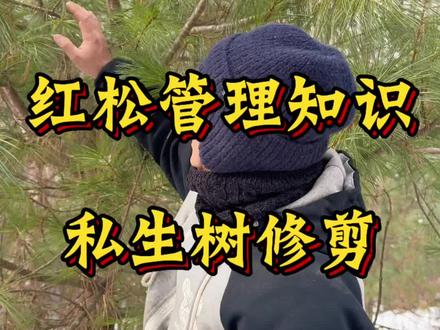 #红松管理 #松塔 #红松 喜欢红松管理的点个关注!