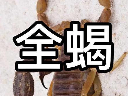 一起认识名贵中药《全蝎》#中药药材