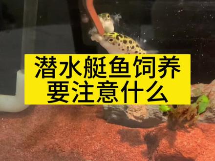 潜水艇鱼怎么养,看看我踩过的坑#养鱼日记 #暗绿鲀#潜水艇鱼
