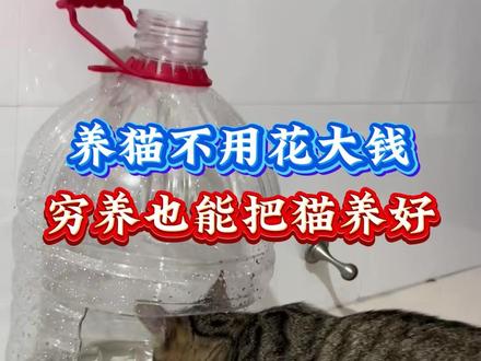 养猫不用花大钱,穷养也能把猫养好 #猫咪 #养猫#养猫人 #养猫经验分享 #新手养猫
