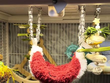 冬天给小鸟做个暖乎乎的小西瓜秋千🍉
#鹦鹉秋千 #diy鹦鹉用品#鹦鹉西瓜秋千 #diy教程