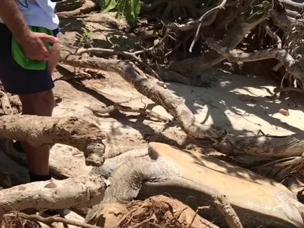 救助搁浅老海龟#动物解说 #动物救助 #动物 #海龟