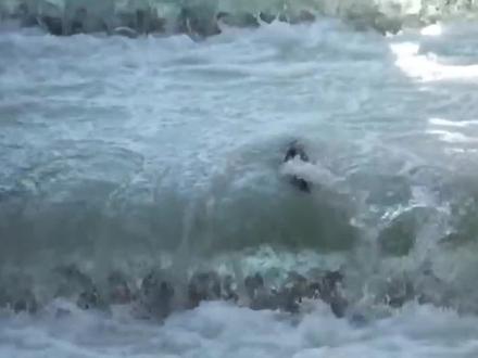 鱼也会走楼梯吗?#西瓜知识