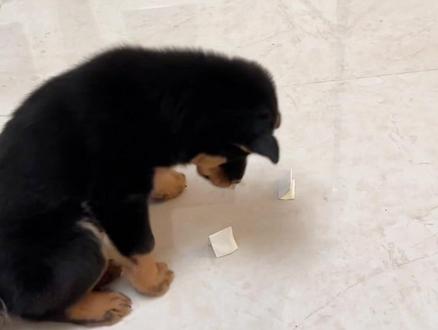 名字终于定好了!#萌宠成长记 #抓阄取名字