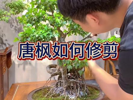 今天给大家介绍的是唐枫,又名三角枫,稍耐阴,有一定耐寒性,较耐水湿。萌芽力强,耐修剪唐枫喜光照充足,因此在放在向阳处培
育。夏季高温期要注意遮荫,冬季要移入室内越冬。唐枫喜大水,因此要经常保持盆土湿润。入秋以后,叶片转红时可稍干。#唐枫盆景 #老桩 #盆景 #枫树 #三角枫