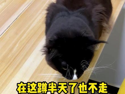 流星找到了12位数的钱,难道我要暴富了?#私房钱 #猫咪的迷惑行为 #黑猫 @抖音小助手