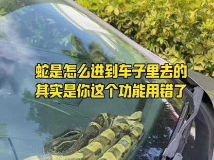蛇是怎么爬进你车里的?#行车安全#汽车知识 #每天一个用车知识