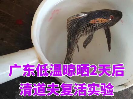 东江钓的清道夫,8度低温下晾晒2天后,试验放在温水里能复活吗? #清道夫 #鱼 #试验