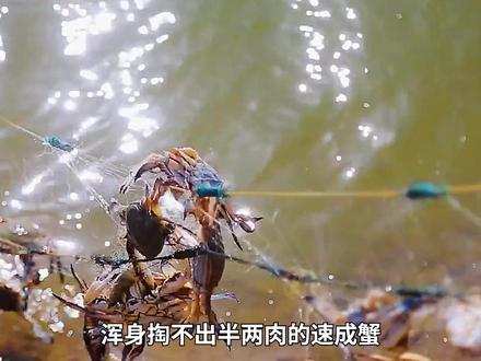 <第1/3集>梭子蟹的秘密,养殖过程大开眼界