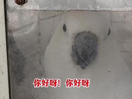 凯里动物园鹦鹉对答如流!网友:一个敢问一个敢答。#凯里动物园 (视频来源:动静黔东南)