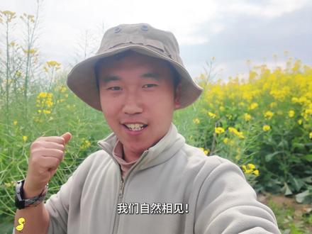 油菜花—能打药,还是不能? 明确一点的是:油菜花花早期可以用药,但不可以使用高毒的杀虫剂,必须科学合理使用菌核病防治药剂,且必须错开蜜蜂采蜜的高发时段。若花期盲目用药,既伤蜂又伤田,还存在农药残留风险。呼吁农户科学防治,避开盛花期用药,选择安全时段与低毒药剂,守护花海,保护蜜蜂,守护我们共同的田园生态。#植趣科普 #知识创作人 #知识分享 #植趣探旅 #油菜花打药